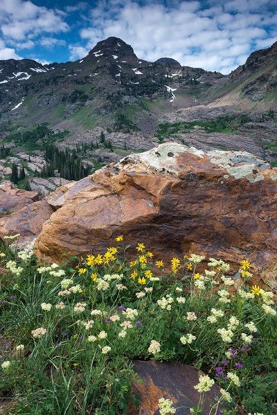 Wildflowers and Dromedary Peak-Twin Peaks Wilderness-Wasatch Mountains near Salt Lake City-Utah-USA